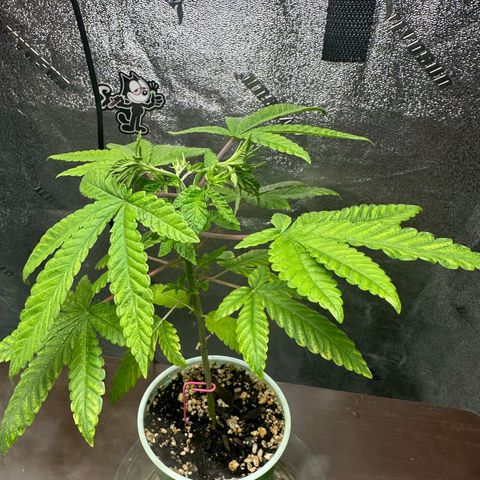 Nova Cain (3n S1) Solo Cup Challenge 06/21/25 growlog timeline photo