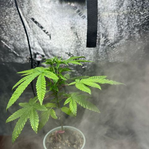 Nova Cain (3n S1) Solo Cup Challenge 06/21/25 growlog timeline photo