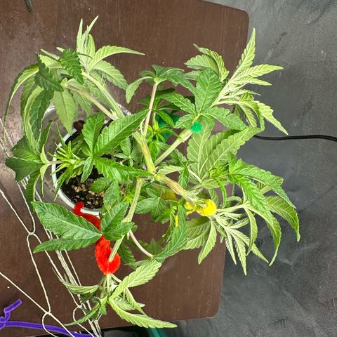 Nova Cain (3n S1) Solo Cup Challenge 06/21/25 growlog timeline photo