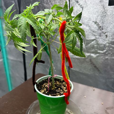 Nova Cain (3n S1) Solo Cup Challenge 06/21/25 growlog timeline photo