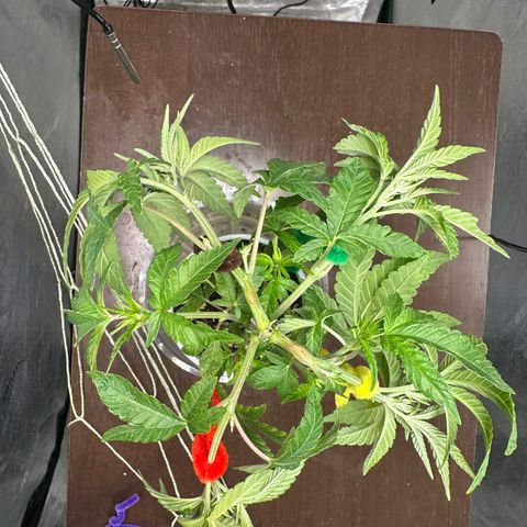 Nova Cain (3n S1) Solo Cup Challenge 06/21/25 growlog timeline photo