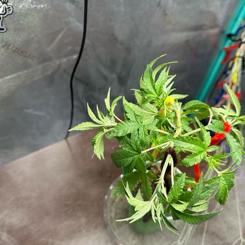 Nova Cain (3n S1) Solo Cup Challenge 06/21/25 growlog timeline photo