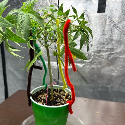 Nova Cain (3n S1) Solo Cup Challenge 06/21/25 growlog timeline photo