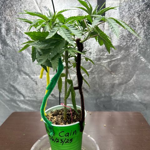 Nova Cain (3n S1) Solo Cup Challenge 06/21/25 growlog photo: Results from LST even tops