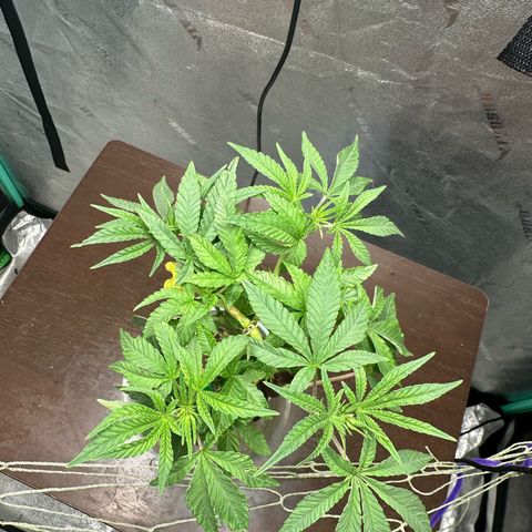 Nova Cain (3n S1) Solo Cup Challenge 06/21/25 growlog photo: Results from LST even tops