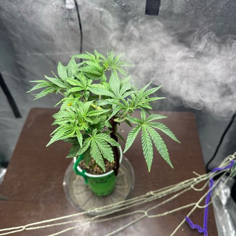Nova Cain (3n S1) Solo Cup Challenge 06/21/25 growlog photo: Results from LST even tops
