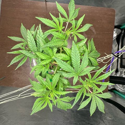 Nova Cain (3n S1) Solo Cup Challenge 06/21/25 growlog photo: Results from LST even tops