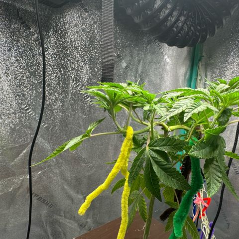 Nova Cain (3n S1) Solo Cup Challenge 06/21/25 growlog photo: Results from LST even tops