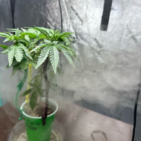 Nova Cain (3n S1) Solo Cup Challenge 06/21/25 growlog photo: Results from LST even tops