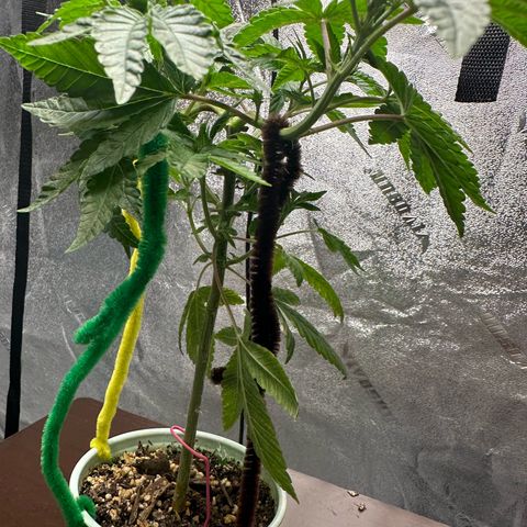 Nova Cain (3n S1) Solo Cup Challenge 06/21/25 growlog photo: Results from LST even tops
