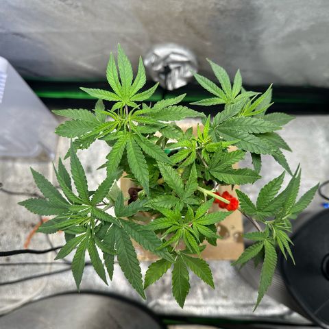 Nova Cain (3n S1) Solo Cup Challenge 06/21/25 growlog timeline photo