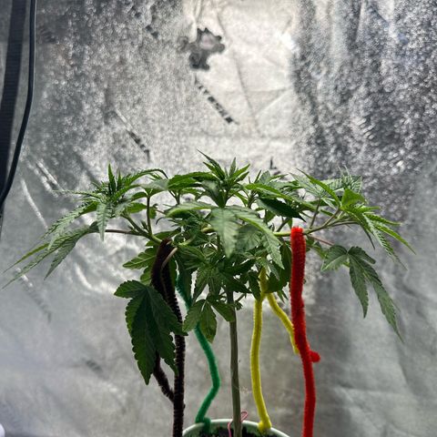 Nova Cain (3n S1) Solo Cup Challenge 06/21/25 growlog timeline photo