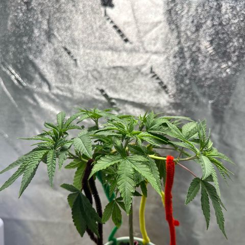 Nova Cain (3n S1) Solo Cup Challenge 06/21/25 growlog timeline photo