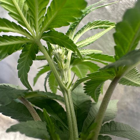Nova Cain (3n S1) Solo Cup Challenge 06/21/25 growlog photo: Even out the stems today.  Notice real good growth with the humidity cut up. 
