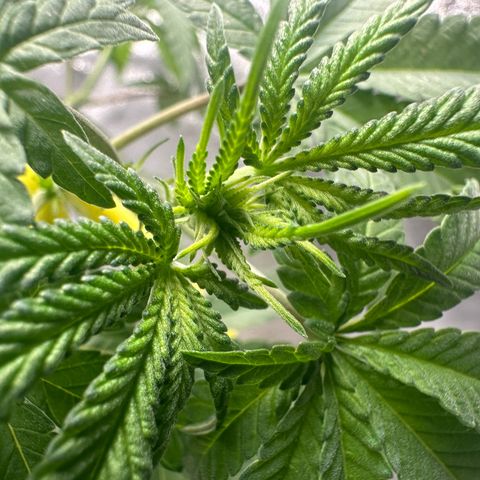 Nova Cain (3n S1) Solo Cup Challenge 06/21/25 growlog photo: Even out the stems today.  Notice real good growth with the humidity cut up. 