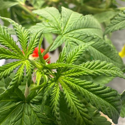 Nova Cain (3n S1) Solo Cup Challenge 06/21/25 growlog photo: Even out the stems today.  Notice real good growth with the humidity cut up. 