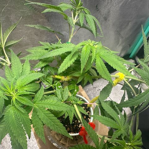 Nova Cain (3n S1) Solo Cup Challenge 06/21/25 growlog photo: Even out the stems today.  Notice real good growth with the humidity cut up. 