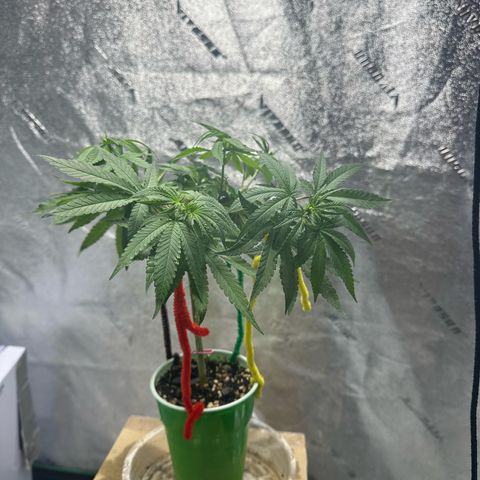 Nova Cain (3n S1) Solo Cup Challenge 06/21/25 growlog photo: Even out the stems today.  Notice real good growth with the humidity cut up. 
