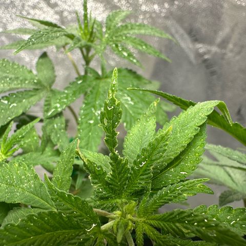 Nova Cain (3n S1) Solo Cup Challenge 06/21/25 growlog photo:  Neem oil applied