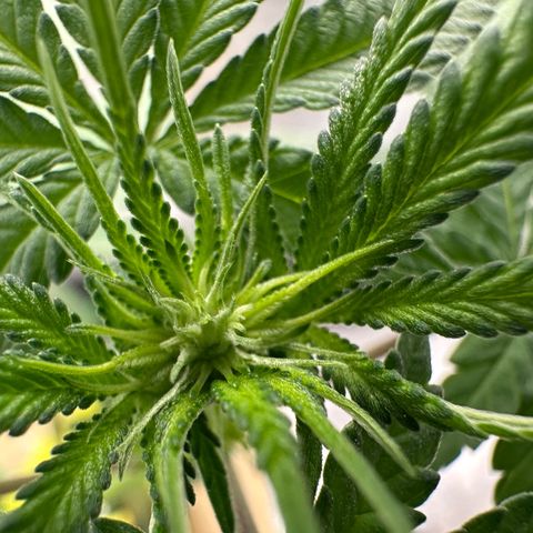 Nova Cain (3n S1) Solo Cup Challenge 06/21/25 growlog timeline photo