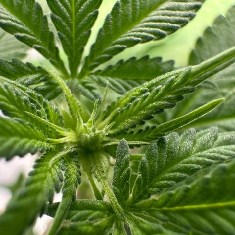 Nova Cain (3n S1) Solo Cup Challenge 06/21/25 growlog timeline photo