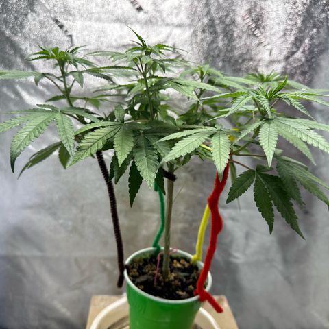 Nova Cain (3n S1) Solo Cup Challenge 06/21/25 growlog timeline photo