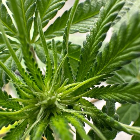 Nova Cain (3n S1) Solo Cup Challenge 06/21/25 growlog timeline photo