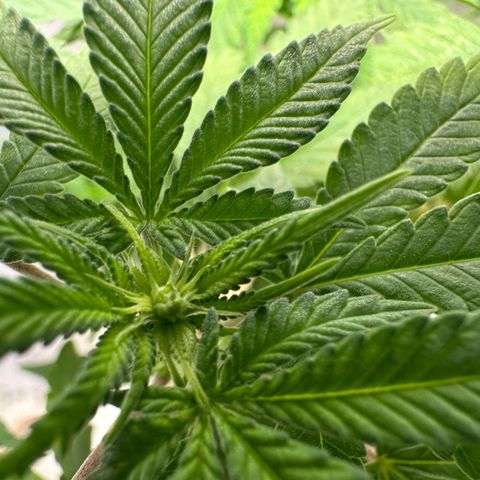 Nova Cain (3n S1) Solo Cup Challenge 06/21/25 growlog timeline photo