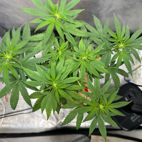 Nova Cain (3n S1) Solo Cup Challenge 06/21/25 growlog timeline photo