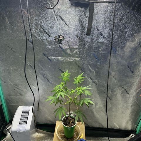 Nova Cain (3n S1) Solo Cup Challenge 06/21/25 growlog timeline photo