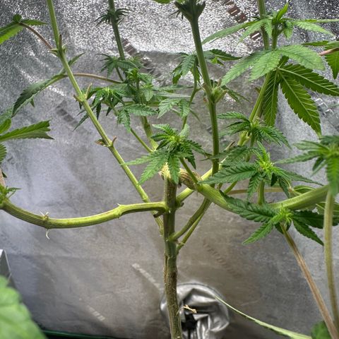 Nova Cain (3n S1) Solo Cup Challenge 06/21/25 growlog timeline photo