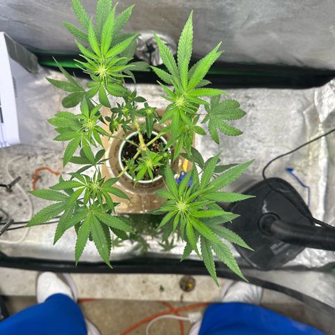 Nova Cain (3n S1) Solo Cup Challenge 06/21/25 growlog timeline photo