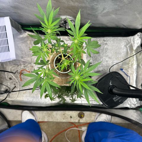 Nova Cain (3n S1) Solo Cup Challenge 06/21/25 growlog timeline photo