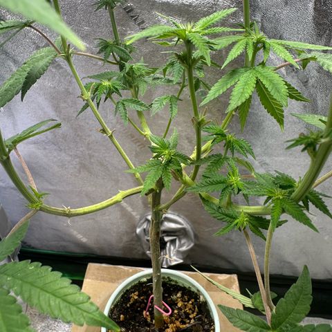 Nova Cain (3n S1) Solo Cup Challenge 06/21/25 growlog timeline photo