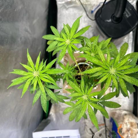 Nova Cain (3n S1) Solo Cup Challenge 06/21/25 growlog photo: PH to 6.5 