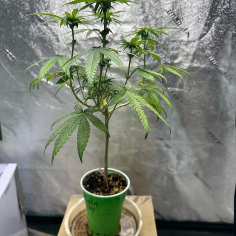 Nova Cain (3n S1) Solo Cup Challenge 06/21/25 growlog photo: PH to 6.5 