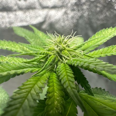 Nova Cain (3n S1) Solo Cup Challenge 06/21/25 growlog photo: PH to 6.5 