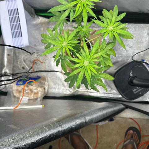 Nova Cain (3n S1) Solo Cup Challenge 06/21/25 growlog photo: PH to 6.5 