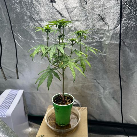 Nova Cain (3n S1) Solo Cup Challenge 06/21/25 growlog photo: PH to 6.5 