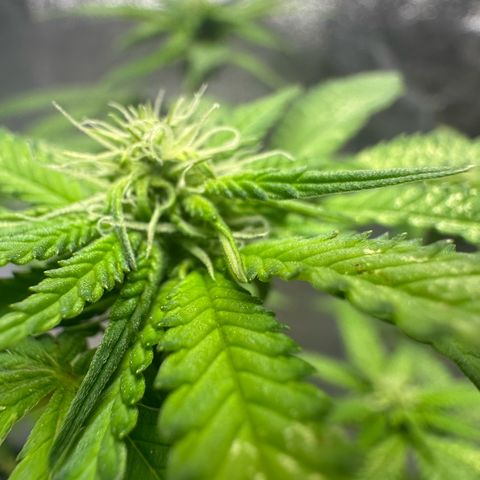 Nova Cain (3n S1) Solo Cup Challenge 06/21/25 growlog photo: PH to 6.5 