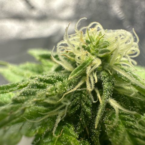 Nova Cain (3n S1) Solo Cup Challenge 06/21/25 growlog timeline photo