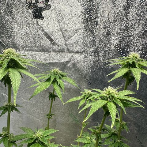 Nova Cain (3n S1) Solo Cup Challenge 06/21/25 growlog timeline photo