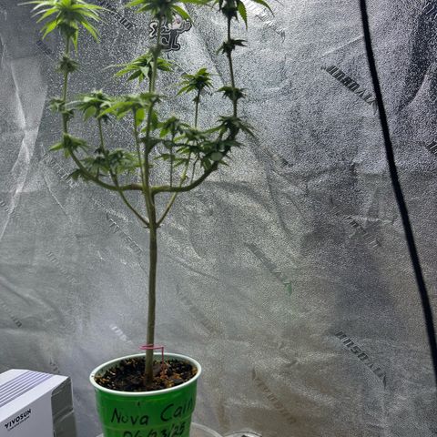 Nova Cain (3n S1) Solo Cup Challenge 06/21/25 growlog timeline photo