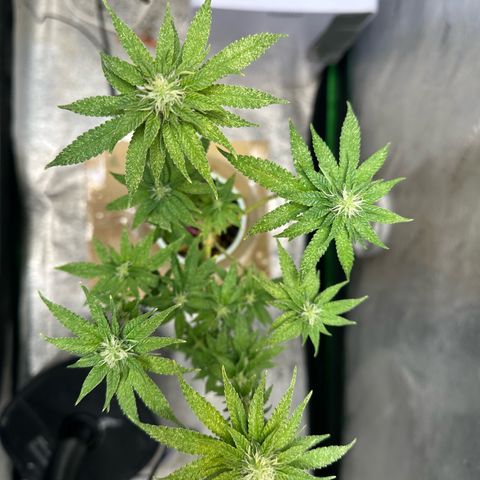 Nova Cain (3n S1) Solo Cup Challenge 06/21/25 growlog timeline photo