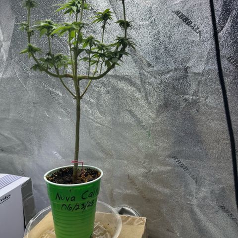 Nova Cain (3n S1) Solo Cup Challenge 06/21/25 growlog timeline photo