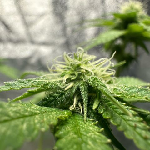 Nova Cain (3n S1) Solo Cup Challenge 06/21/25 growlog timeline photo