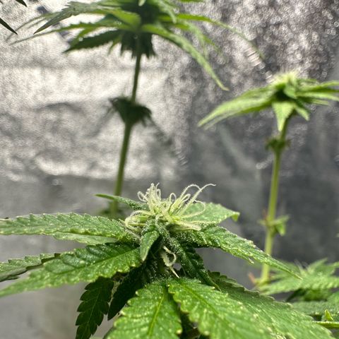 Nova Cain (3n S1) Solo Cup Challenge 06/21/25 growlog timeline photo