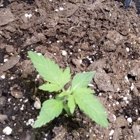 Alaskan Diesel  growlog timeline photo
