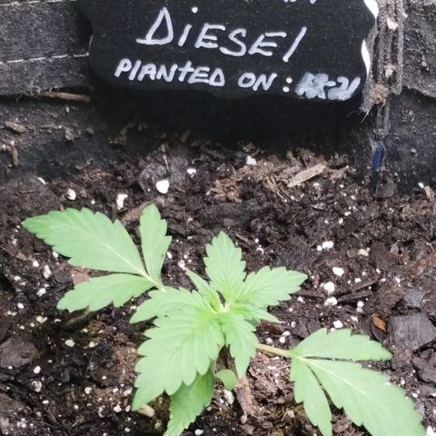 Alaskan Diesel  growlog timeline photo