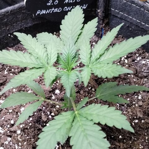 Critical+ 2.0 Autoflowering growlog timeline photo